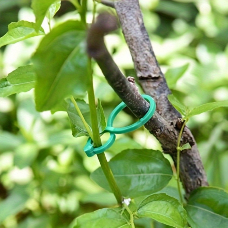 Kit de soporte para plantas de - Vine Climbing Plastic reseña y precio