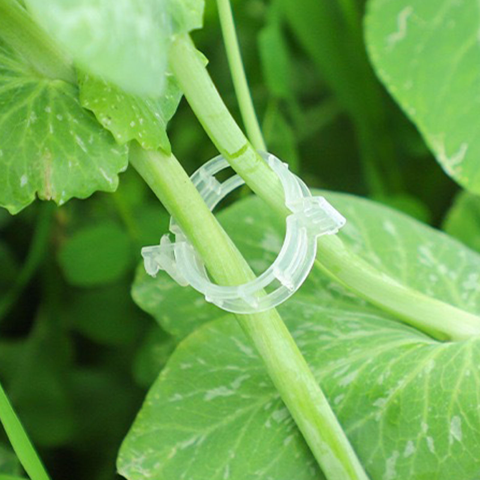 Clip de Plástico Seguro para P - Vine Climbing Plastic reseña y precio